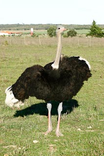 Ostrich Male