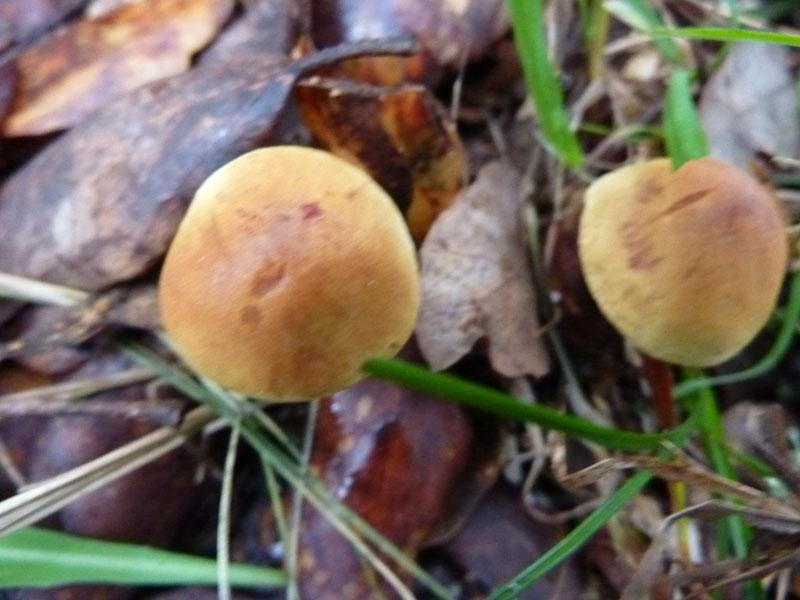 Mushroom 3 - photo 1