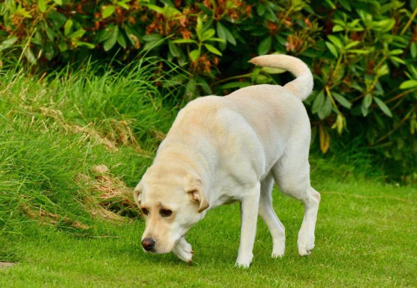 labrador retriever.jpg